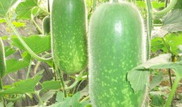 网红吃瓜排行榜最新图片,盘点最新热门事件，揭秘网络热点背后的真相